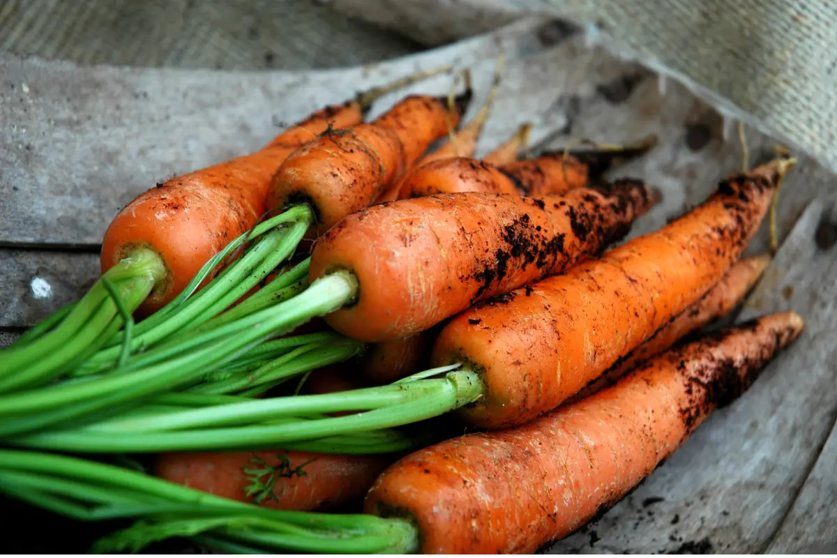 Raw carrots high in carbs on a cutting board.